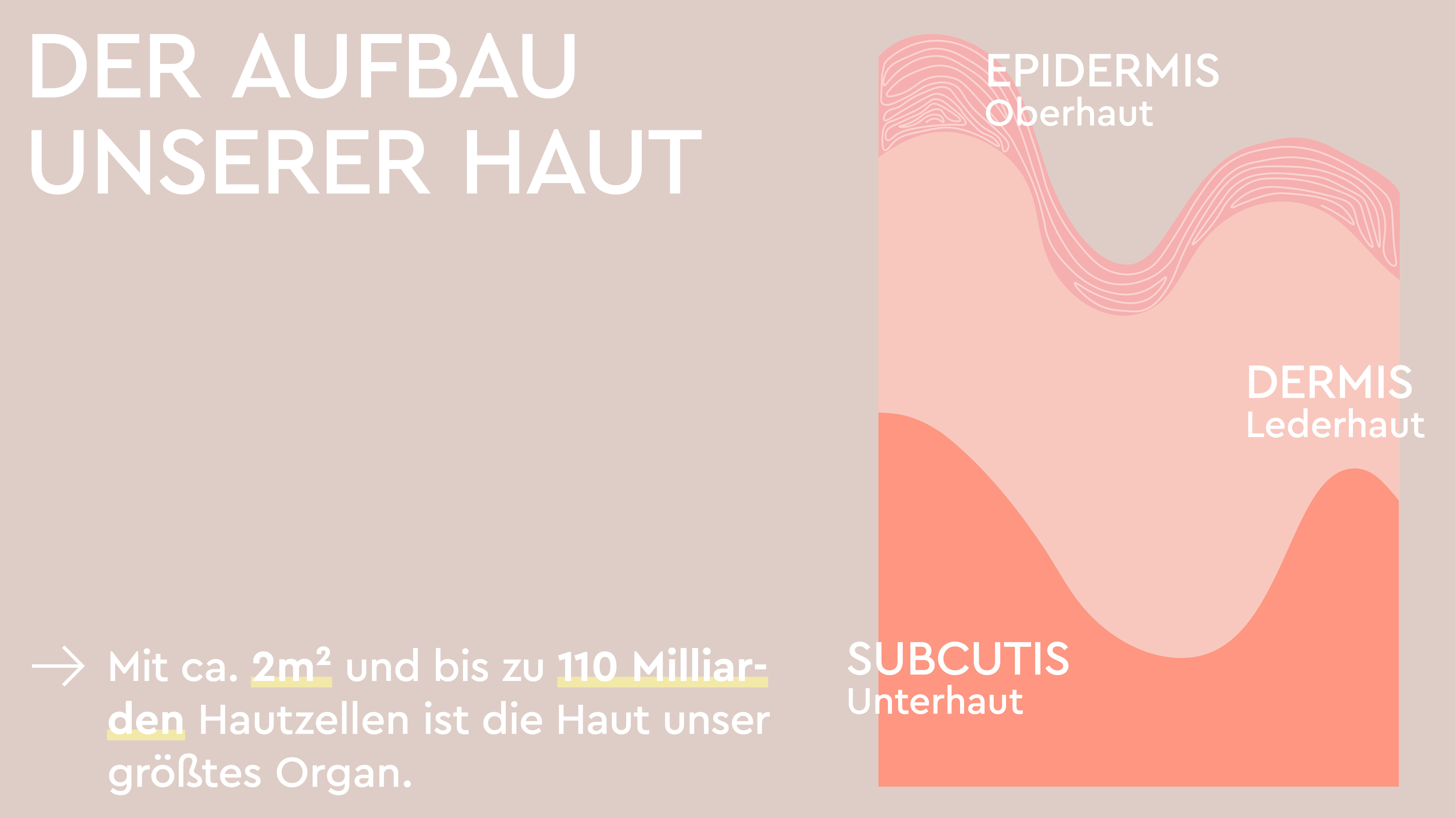 Unsere Haut ist in Schichten aufgebaut: Der Oberhaut oder Epidermis, der Lederhaut oder Dermis und der Unterhaut, der Subcutis.